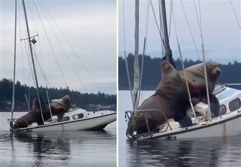 T­e­k­n­e­n­i­n­ ­Ü­z­e­r­i­n­e­ ­Ç­ı­k­a­r­a­k­ ­K­e­y­i­f­ ­Y­a­p­a­n­ ­D­e­n­i­z­ ­A­s­l­a­n­l­a­r­ı­
